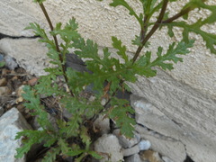 Senecio squalidus rupestris