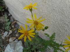 Senecio squalidus rupestris