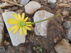 Senecio squalidus rupestris