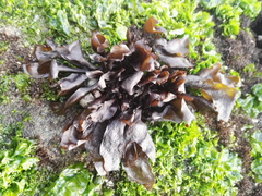 Mazzaella laminarioides