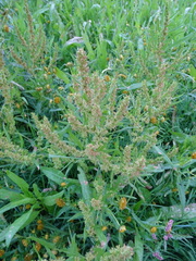 Rumex maritimus