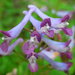 Corydalis incisa - Photo (c) lansan, algunos derechos reservados (CC BY), subido por lansan