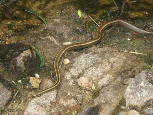 Simon's Racer