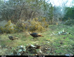 Meleagris gallopavo intermedia