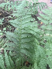 Dryopteris intermedia