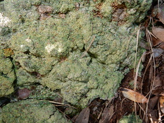 Cladonia symphycarpa