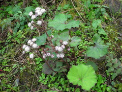 Petasites formosanus