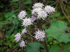 Petasites formosanus
