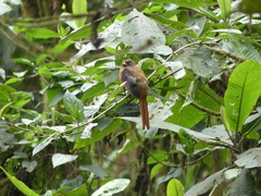 Trogon personatus