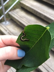 Melanchroia chephise