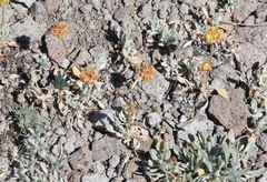 Eriogonum rosense