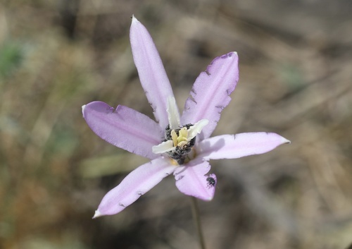 California brodiaea (Brodiaea californica)
