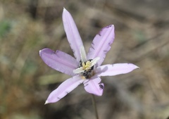 Brodiaea californica