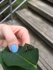 Melanchroia chephise