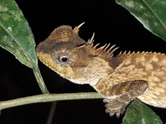 Acanthosaura phuketensis