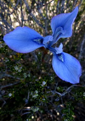 Moraea tripetala tripetala