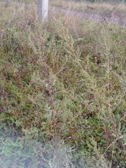 Artemisia dracunculus glauca