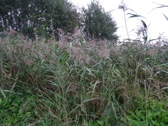 Phragmites australis