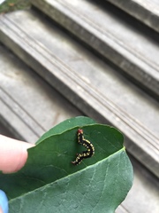 Melanchroia chephise