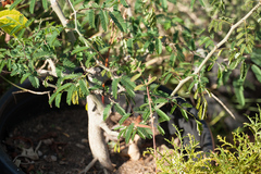Havardia albicans