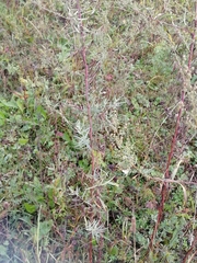 Artemisia dracunculus glauca