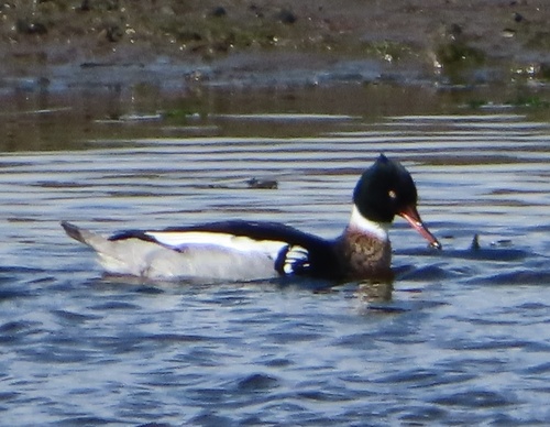 Serreta mediana (Mergus serrator)