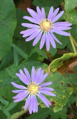 Symphyotrichum retroflexum