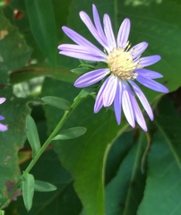 Symphyotrichum retroflexum