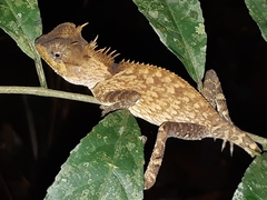 Acanthosaura phuketensis