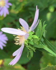 Symphyotrichum retroflexum