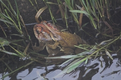 Duttaphrynus melanostictus