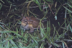 Duttaphrynus melanostictus