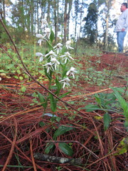 Habenaria cuevasiana