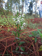 Habenaria cuevasiana