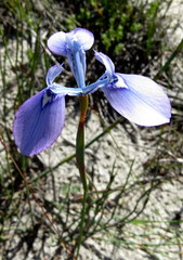 Moraea tripetala tripetala