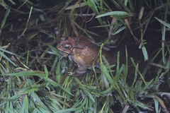 Duttaphrynus melanostictus