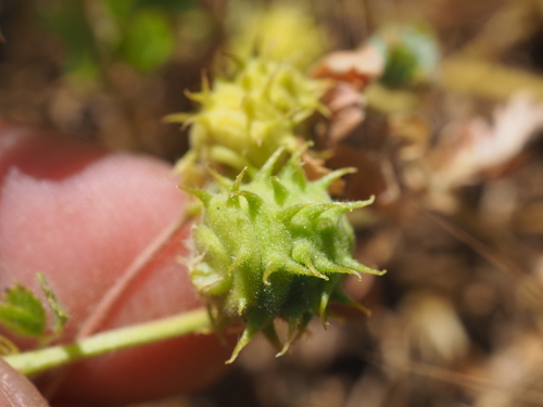 Tifton bur-clover (Medicago rigidula)