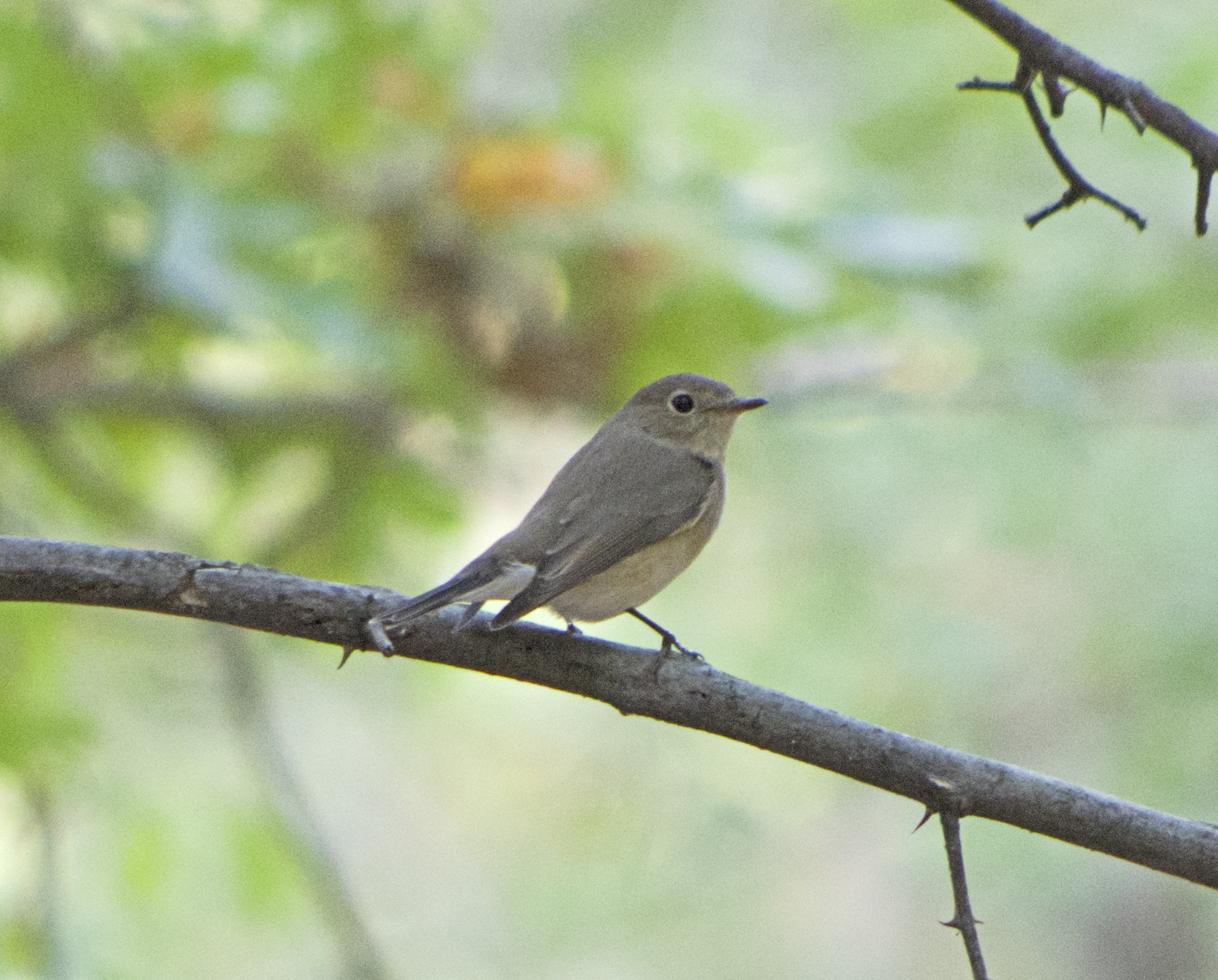 Red-breasted Flycatcher