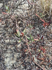 Polygonum paronychia