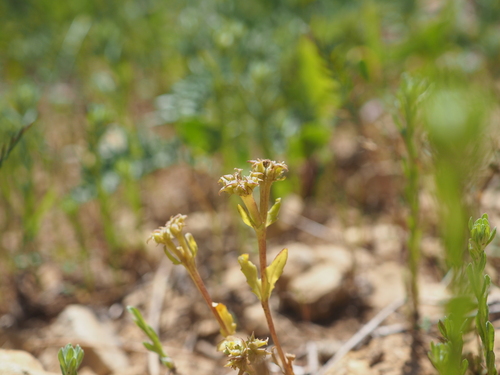 Spiny Cornsalad (Valerianella echinata)