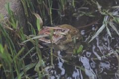 Duttaphrynus melanostictus