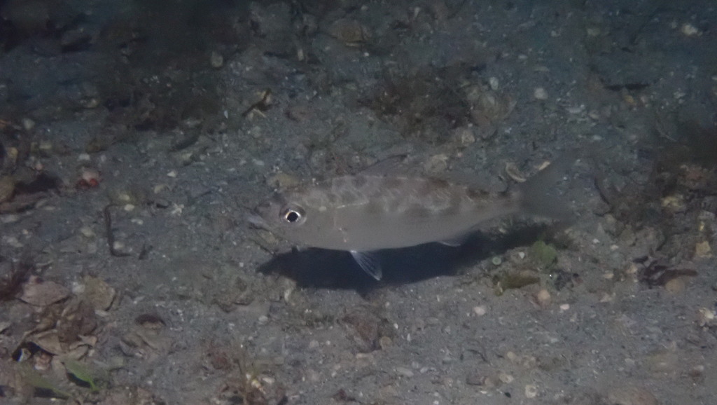 Slanke mojarra (Eucinostomus jonesii) — Gerreidae