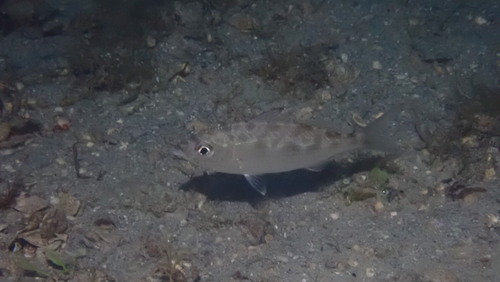 Slanke mojarra (Eucinostomus jonesii) — Gerreidae