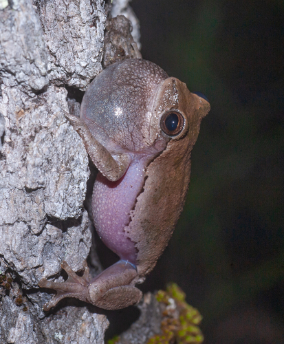 Pine Woods Tree Frog, United States, photo 10 of 10