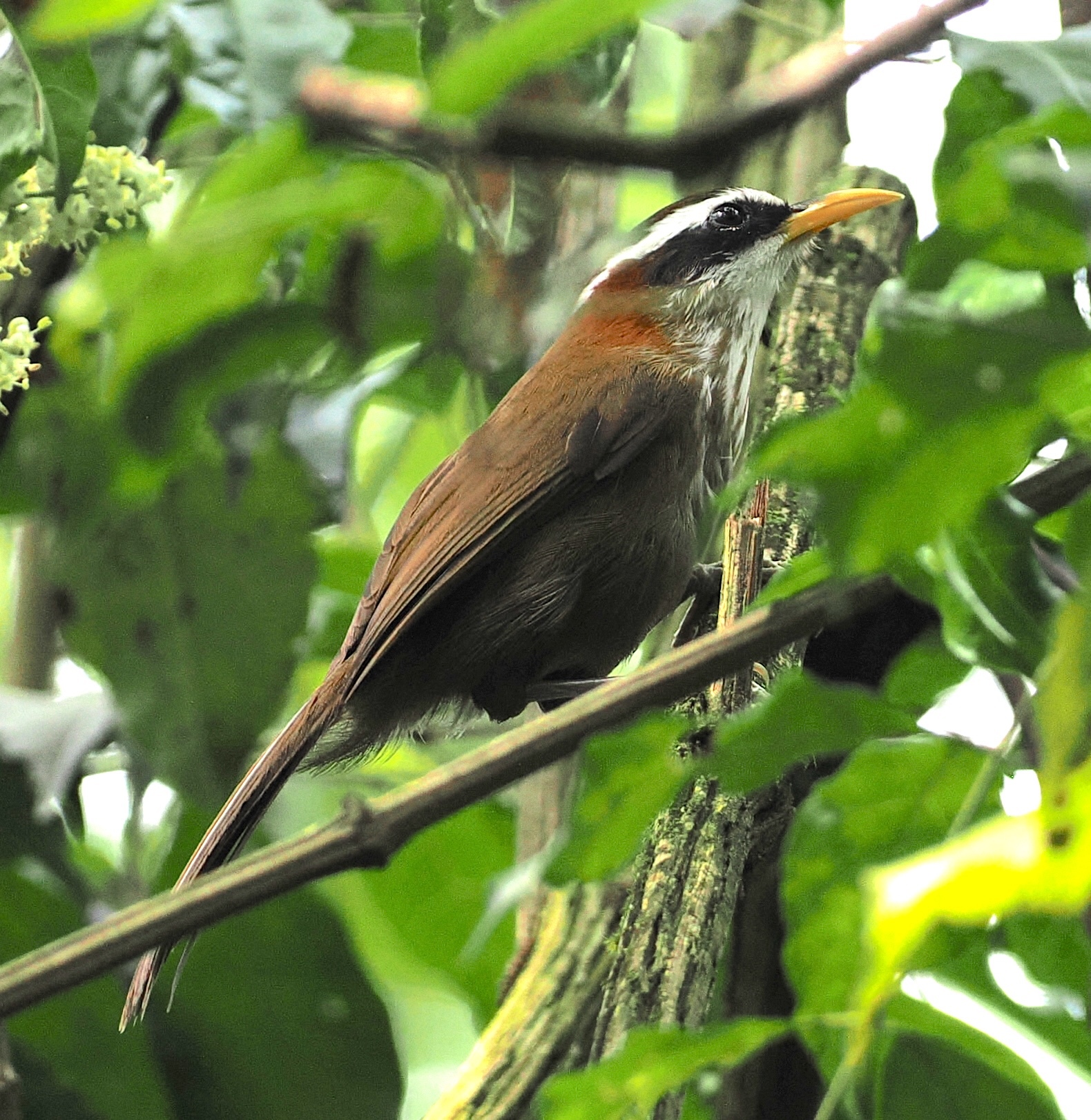 Streak-breasted Scimitar Babbler