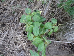 Impatiens parviflora