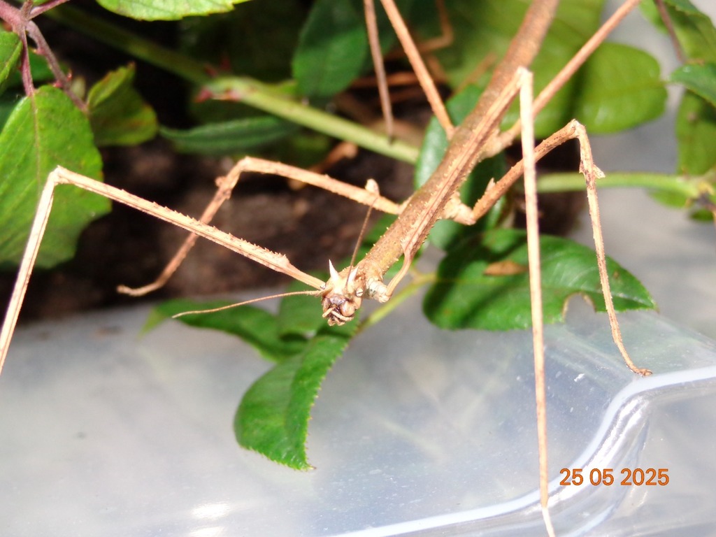 Medauroidea
