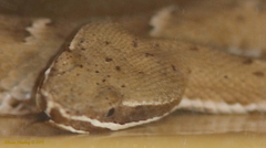 Crotalus willardi