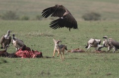 Lupulella mesomelas schmidti
