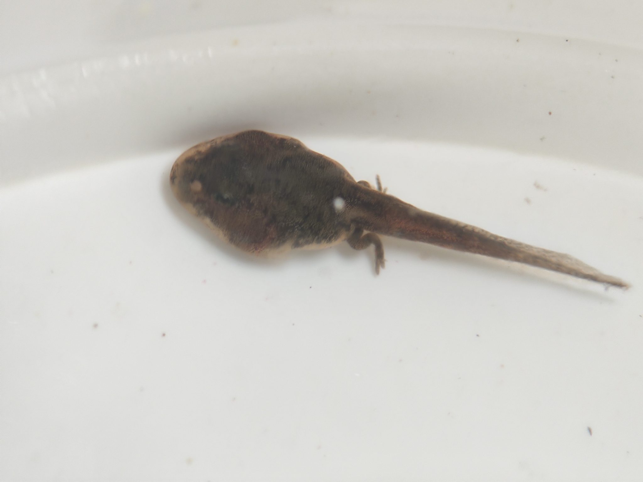 Indian Common True Toad